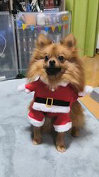 鈴木愛ブリーダーからお迎えしたポメラニアン：ポンタくん