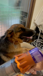 藤木健二ブリーダーからお迎えしたジャーマン・シェパード・ドッグ：エレンちゃん