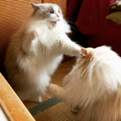 宮部幸美ブリーダーからお迎えしたラグドール：シエロくん