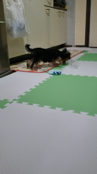 門脇千鶴ブリーダーからお迎えしたヨークシャーテリア：ハロくん