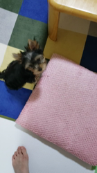 門脇千鶴ブリーダーからお迎えしたヨークシャーテリア：ハロくん