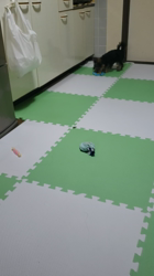 門脇千鶴ブリーダーからお迎えしたヨークシャーテリア：ハロくん