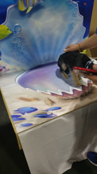 門脇千鶴ブリーダーからお迎えしたヨークシャーテリア：ハロくん