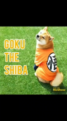 富田美和ブリーダーからお迎えした柴犬：悟空くん