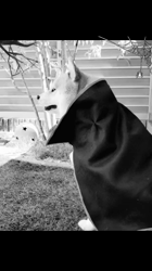 富田美和ブリーダーからお迎えした柴犬：悟空くん