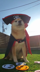 富田美和ブリーダーからお迎えした柴犬：悟空くん