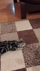 高橋信喜ブリーダーからお迎えしたアメリカンショートヘア：ウォーリーくん