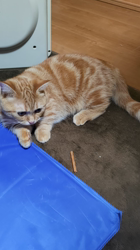 河田久美ブリーダーからお迎えしたマンチカン：ミミィちゃん