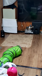 河田久美ブリーダーからお迎えしたマンチカン：ミミィちゃん