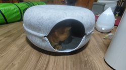 河田久美ブリーダーからお迎えしたマンチカン：ミミィちゃん