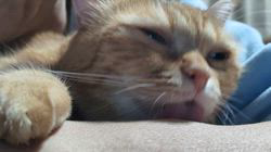 河田久美ブリーダーからお迎えしたマンチカン：ミミィちゃん