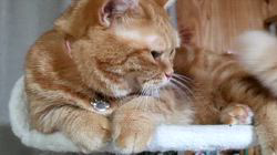 河田久美ブリーダーからお迎えしたマンチカン：ミミィちゃん