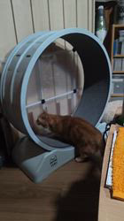 河田久美ブリーダーからお迎えしたマンチカン：ミミィちゃん