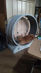 河田久美ブリーダーからお迎えしたマンチカン：ミミィちゃん