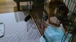 川田恵ブリーダーからお迎えした柴犬：花ちゃん