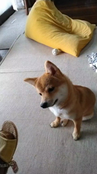 川田恵ブリーダーからお迎えした柴犬：花ちゃん