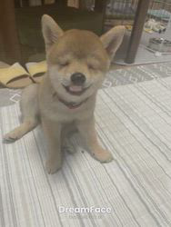 川田恵ブリーダーからお迎えした柴犬：花ちゃん