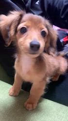 野木滋ブリーダーからお迎えしたミニチュアダックスフンド(ロング)：れんとくん