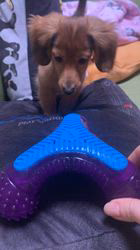 野木滋ブリーダーからお迎えしたミニチュアダックスフンド(ロング)：れんとくん