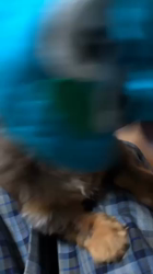 小峯恵美ブリーダーからお迎えしたミニチュアダックスフンド(ロング)：ショコラくん