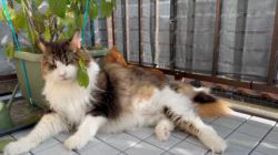 碓井恵ブリーダーからお迎えしたメインクーン：大也(ダイヤ)くん