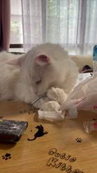 太田克彦ブリーダーからお迎えしたメインクーン：姫ちゃん