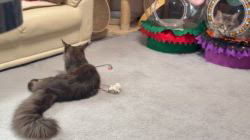 碓井恵ブリーダーからお迎えしたメインクーン：大也(ダイヤ)くん