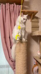 太田克彦ブリーダーからお迎えしたメインクーン：姫ちゃん