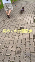 濱口美穂ブリーダーからお迎えしたミニチュアダックスフンド(ロング)：そらくん