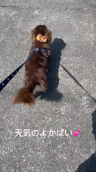 濱口美穂ブリーダーからお迎えしたミニチュアダックスフンド(ロング)：そらくん