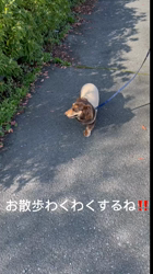 濱口美穂ブリーダーからお迎えしたミニチュアダックスフンド(ロング)：そらくん