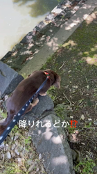 濱口美穂ブリーダーからお迎えしたミニチュアダックスフンド(ロング)：そらくん