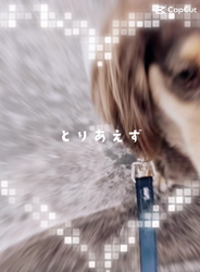 濱口美穂ブリーダーからお迎えしたミニチュアダックスフンド(ロング)：そらくん