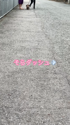 濱口美穂ブリーダーからお迎えしたミニチュアダックスフンド(ロング)：そらくん