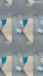 濱口美穂ブリーダーからお迎えしたミニチュアダックスフンド(ロング)：そらくん