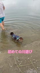 濱口美穂ブリーダーからお迎えしたミニチュアダックスフンド(ロング)：そらくん