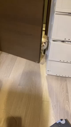 大川美紀ブリーダーからお迎えしたチワワ(ロング)：HAKUくん