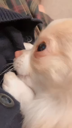 大川美紀ブリーダーからお迎えしたチワワ(ロング)：HAKUくん