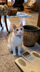 前野幹子ブリーダーからお迎えしたスコティッシュフォールド：ポッポくん