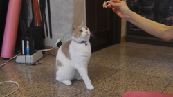 前野幹子ブリーダーからお迎えしたスコティッシュフォールド：ポッポくん