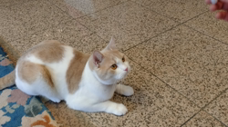 前野幹子ブリーダーからお迎えしたスコティッシュフォールド：ポッポくん