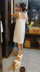 前野幹子ブリーダーからお迎えしたスコティッシュフォールド：ポッポくん