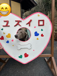 福井栄治ブリーダーからお迎えしたワイマラナー：フェイちゃん