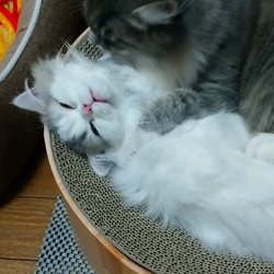 福元めぐみブリーダーからお迎えしたミヌエット：ぽてんちゃん