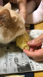 平野久子ブリーダーからお迎えしたスコティッシュフォールド：さくらちゃん
