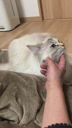 宇野和也ブリーダーからお迎えしたサイベリアン：ナッツちゃん