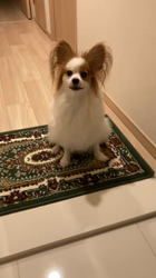 撫養香織ブリーダーからお迎えしたパピヨン：胡蝶🦋ちゃん