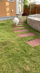 撫養香織ブリーダーからお迎えしたパピヨン：胡蝶🦋ちゃん