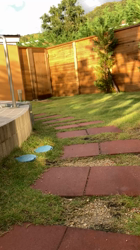 撫養香織ブリーダーからお迎えしたパピヨン：胡蝶🦋ちゃん