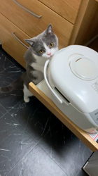 村井令枝ブリーダーからお迎えしたブリティッシュショートヘア：ふうこちゃん